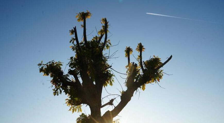 Köylüler gözlerine inanamadı! ‘15 yılda bir görülüyor, olağan dışı’