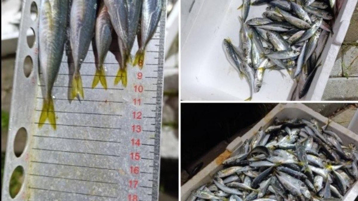 Bursa’da küçük boyda avlanan balıklar yakalandı