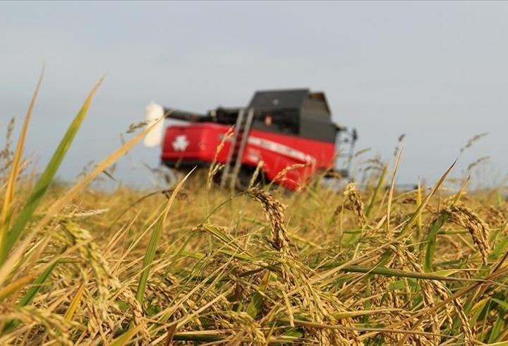 Tarım sigortaları kapsamında kasımda üreticilere 4,2 milyar lira hasar tazminatı ödendi