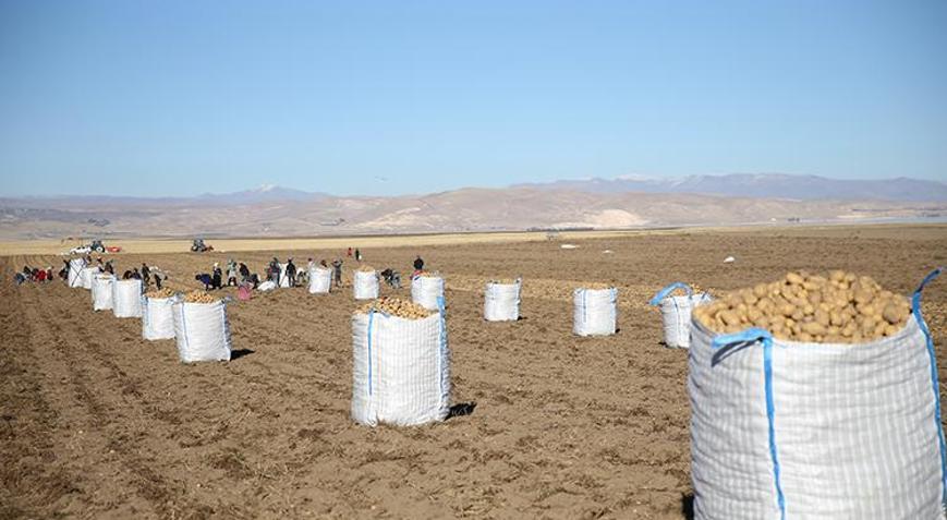 Doğu’nun “patates havzası” Bitlis’te hummalı hasat mesaisi