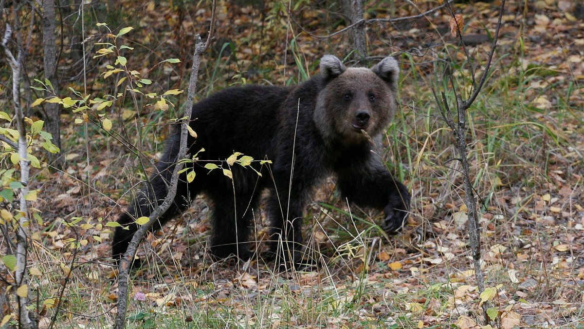 Japonya’da ayı saldırıları 230’a ulaşarak rekor kırdı