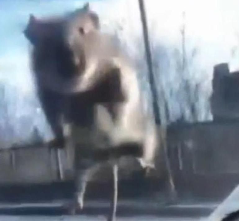 İstanbul’da ilginç anlar: Seyir halindeki araca fare atladı