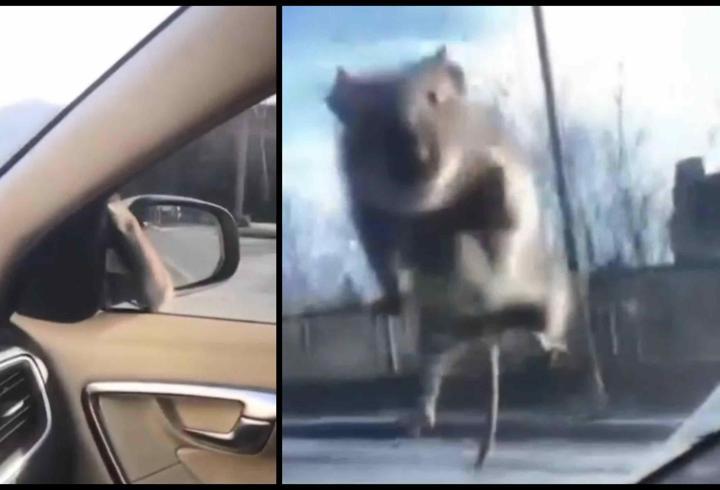 İstanbul’da ilginç anlar: Seyir halindeki araca fare atladı!