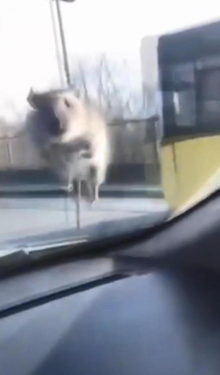 İstanbul’da ilginç anlar: Seyir halindeki araca fare atladı