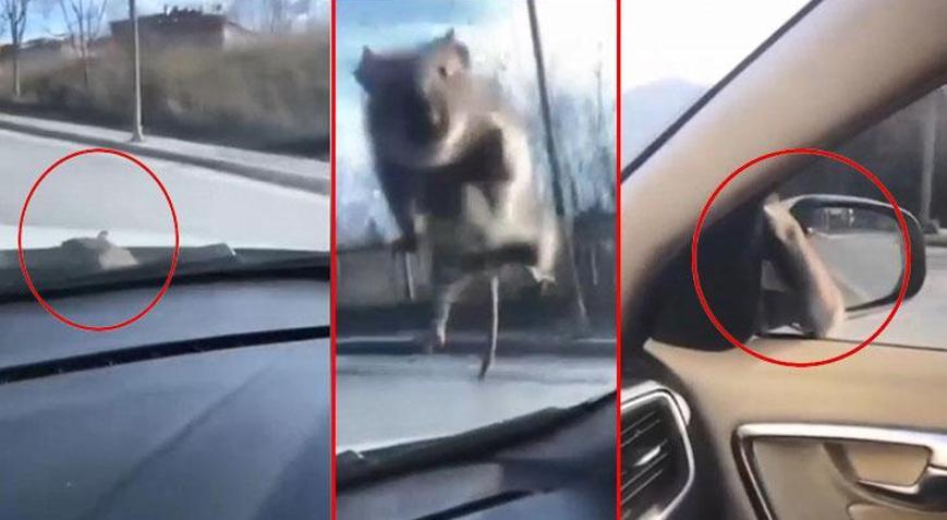 Başakşehir’de ilginç olay! Yolda ilerleyen araca fare atladı