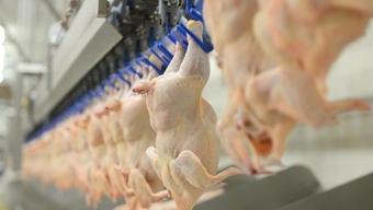 SON DAKİKA... Tavuk ürünleri ihracatı yarından itibaren durdurulacak