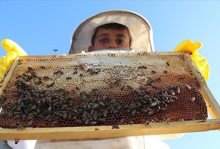 Türkiye’de bal üretimi arttı: Koloni sayısı azalırken verimlilik yükseldi