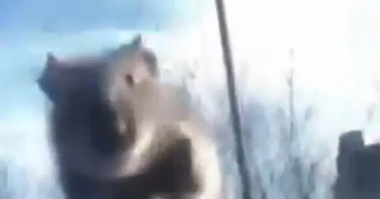 Başakşehir’de yolda ilerleyen araca fare atladı; sürücü polis çevirmesine girince kaçtı