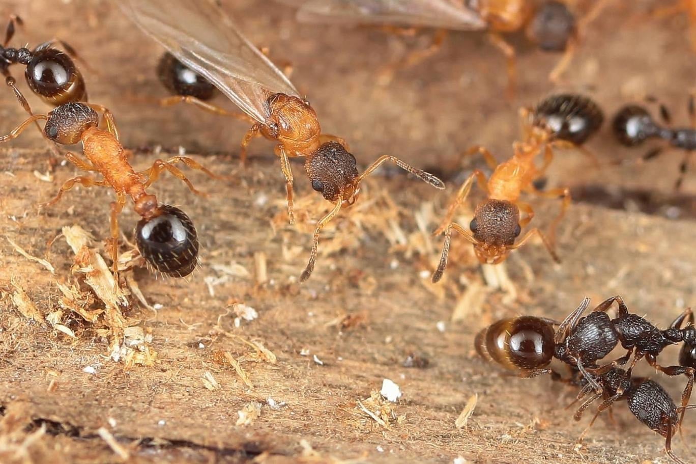 Bilim insanları şaşkın: Burada herkes kraliçe