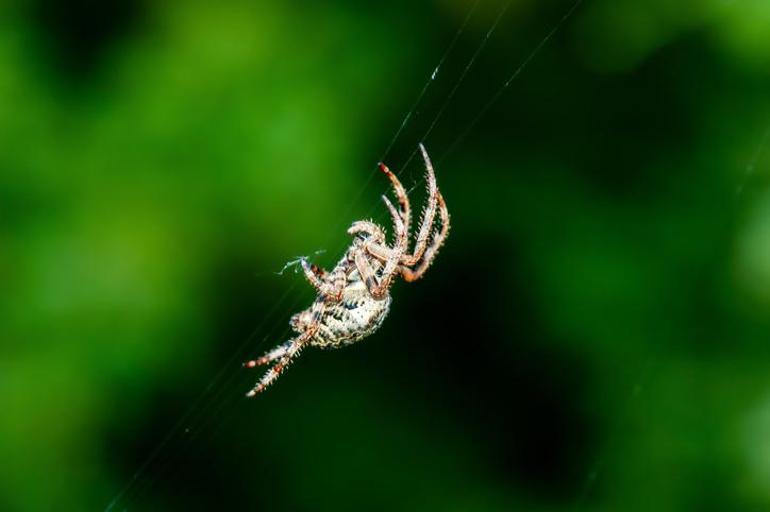 Her 4 kişiden 3ünün korkusu aynı Hayatı kabusa çeviriyor Bakın en yaygın fobi hangisiymiş...