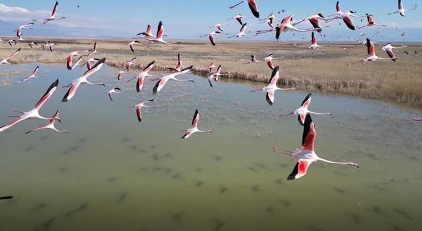 Kayseri’de flamingo şöleni: Hürmetçi ve Sultan Sazlığı’nda binlerce kuş görüntülendi