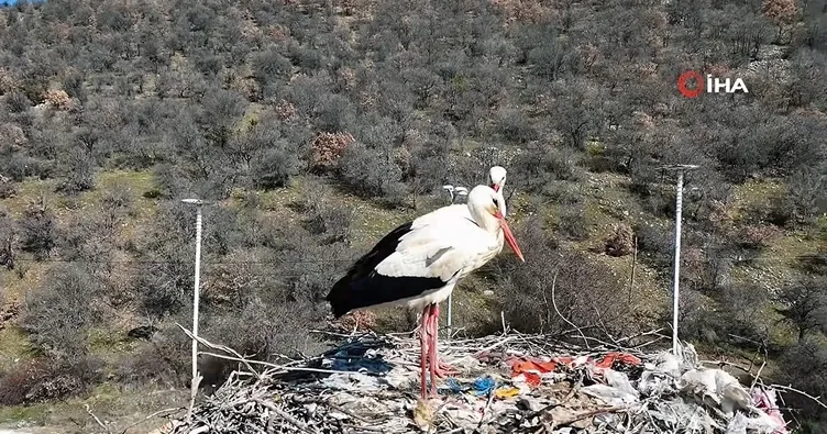 Baharın habercisi olan leylekler, Ankara’ya ulaştı