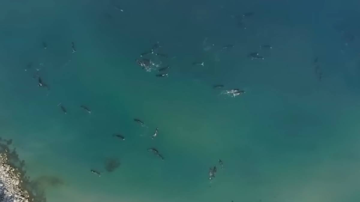 Dünyanın en büyük ağzına sahip hayvanı belli oldu: Bir tekneyi tek hamlede yutabilir