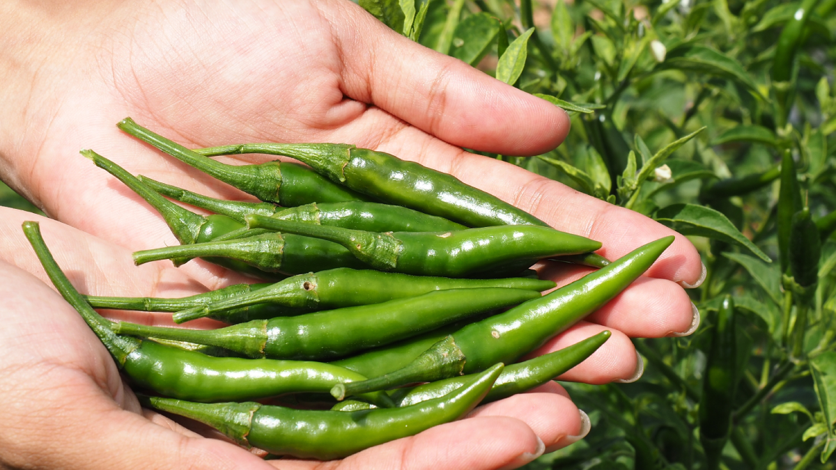 Fahiş fiyatlı biber satan işletmeye 2 milyon liralık ceza