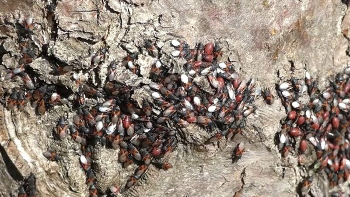 Bir anda binlercesi ortaya çıkmaya başladı: Hemen harekete geçin