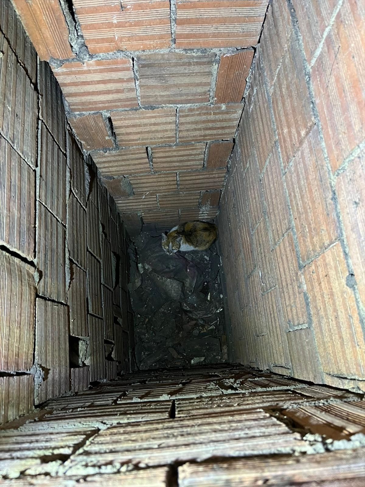 Erzincan’da havalandırma boşluğuna düşen kediyi itfaiye kurtardı