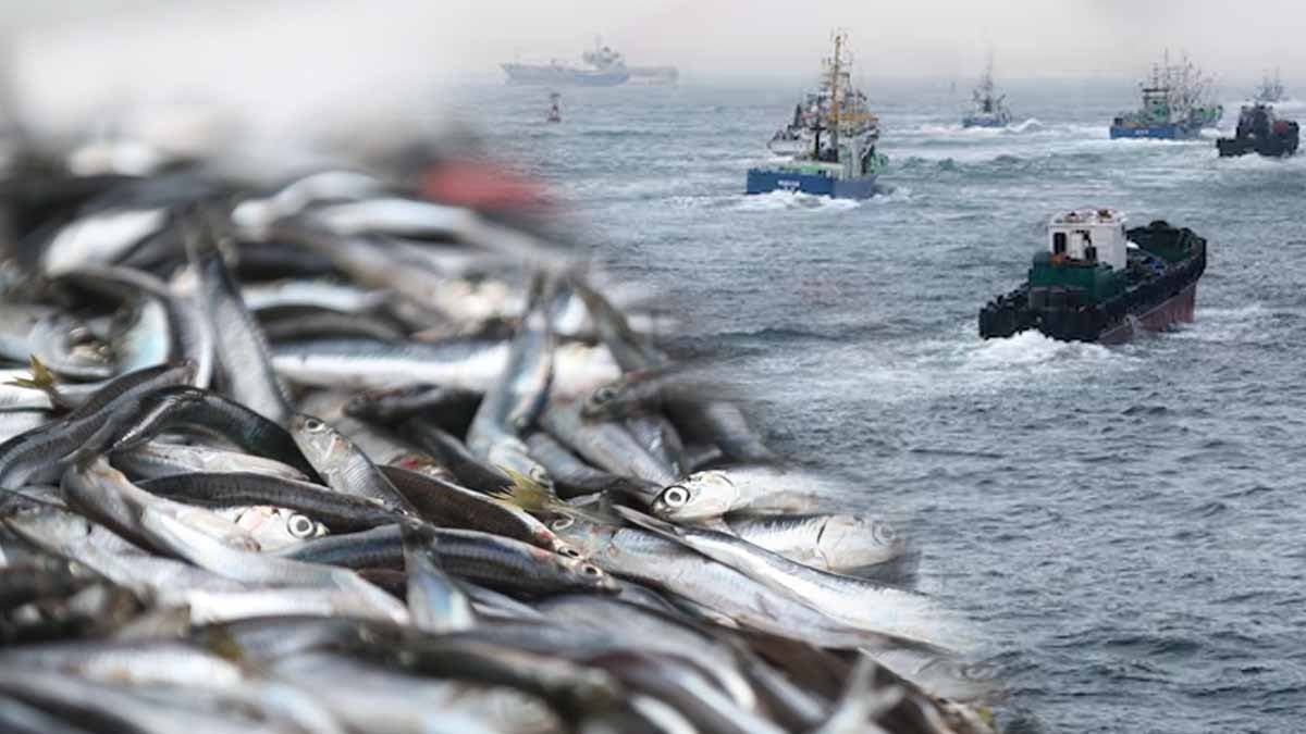 Balıkları uyuşturup ‘canlı’ diye satıyorlar