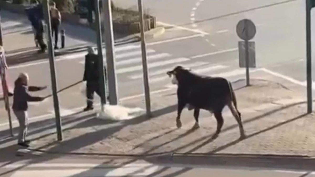 Bursa’da çiftlikten kaçan boğa sürücülere zor anlar yaşattı