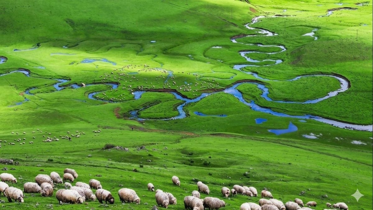 Bu cennetimize kıymayın efendiler