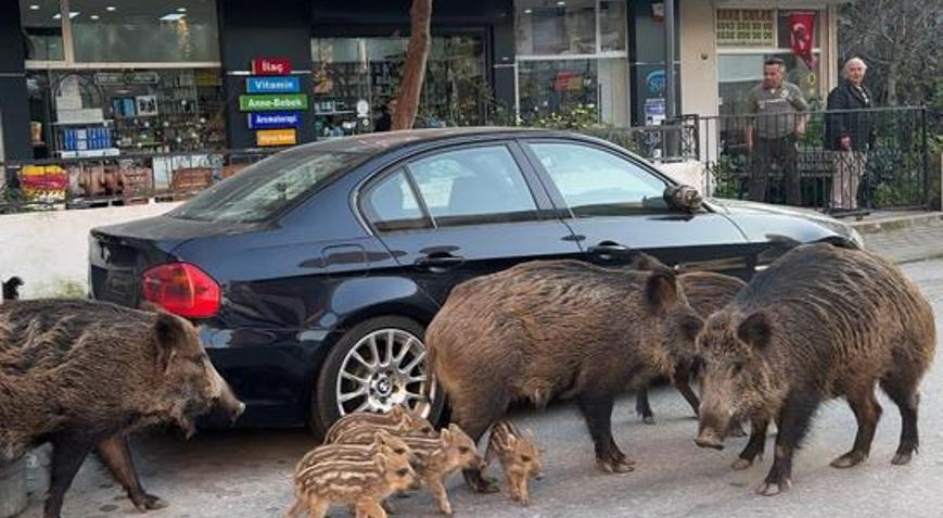 İzmir’de şaşırtan manzara: Domuzlar kedilerle yan yana! Vatandaşlar tedirgin