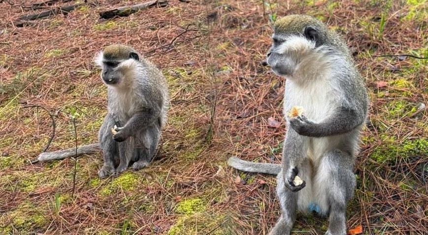 Mantar ararken karşılaşmıştı! Firari maymunların sırrı çözüldü: ‘İkinci kez kaçtı’