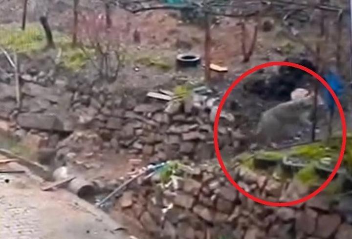 Aç kalan kurt, yerleşim yerinde yemek aradı! O anlar kamerada…