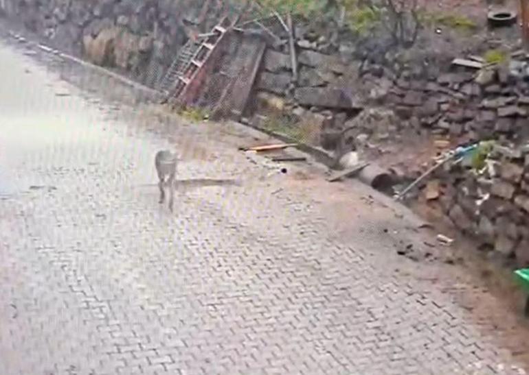 Aç kalan kurt, yerleşim yerinde yemek aradı O anlar kamerada...