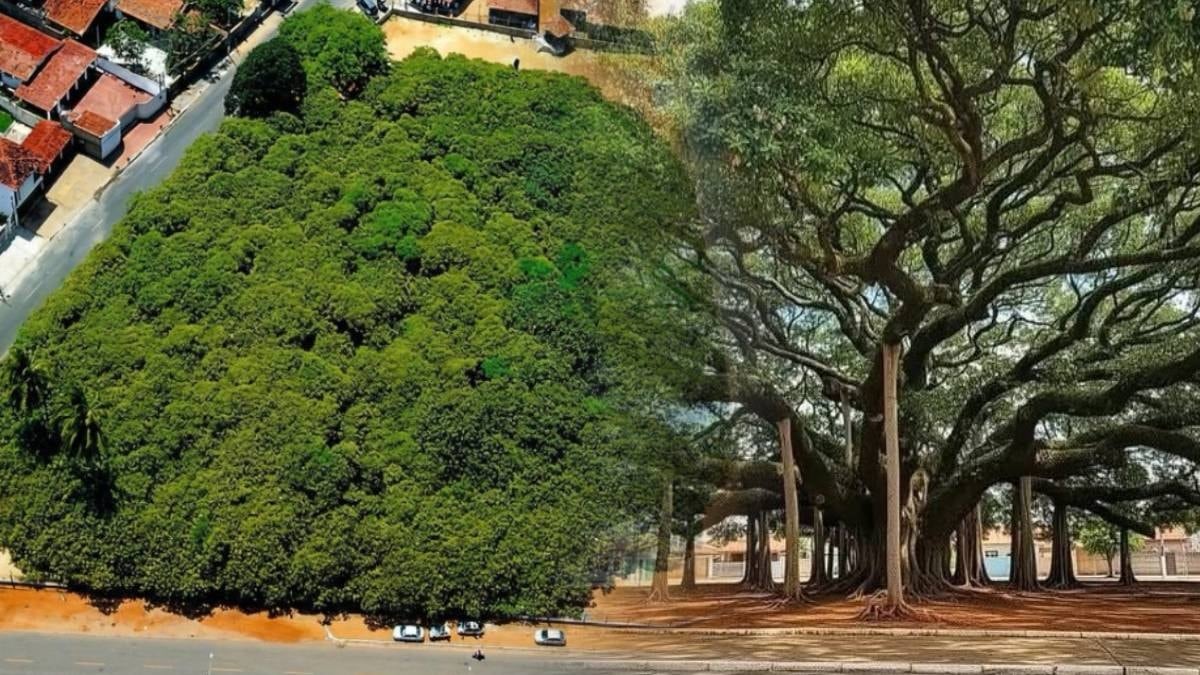 Uzaktan bakınca koca bir orman gibi: İşte dünyanın en büyük ağacı