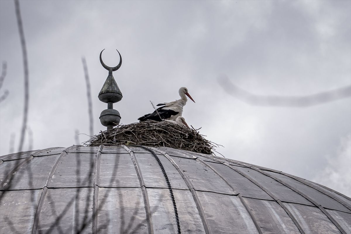 “Baharın müjdecisi” leylekler cami kubbesine 16 yıldır yuva yapıyor