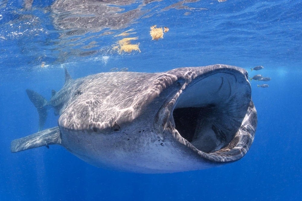 Tıpkı insan gibi iletişim kuran balinalar bilim dünyasını şoka soktu