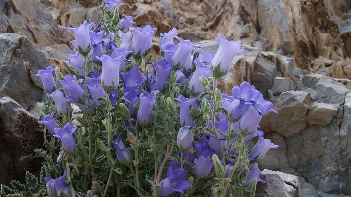 Dünyada sadece Türkiye’de yetişiyor: Acil uyarı yapıldı