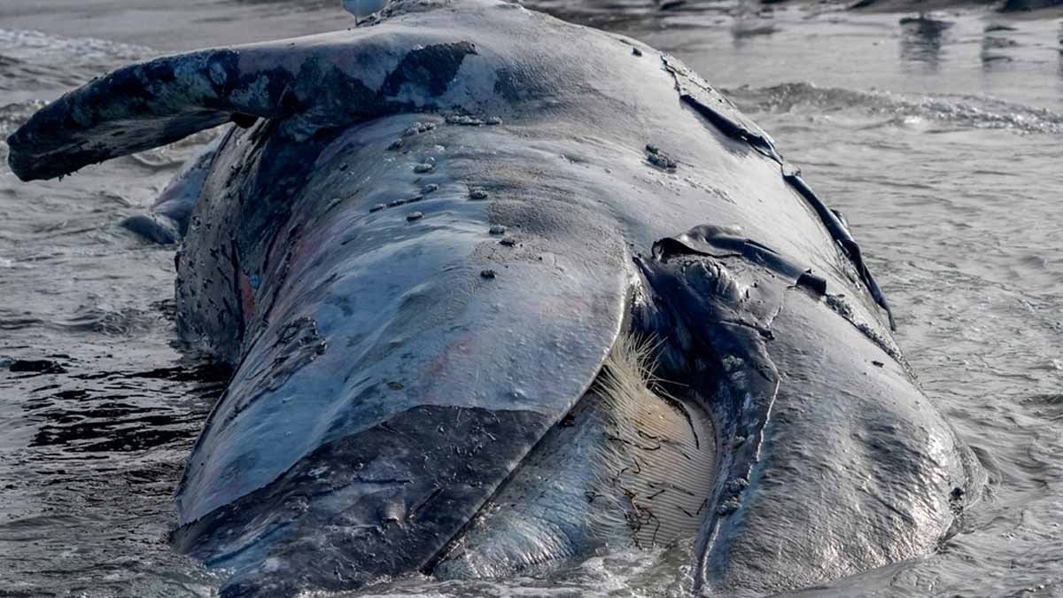 55 balinanın toplu intiharındaki sır perdesi aralandı