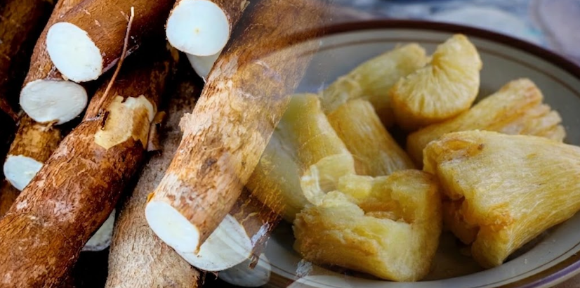 500 milyondan fazla kişi ekmek yerine bunu yiyor: Çiğ yiyene zehir oluyor