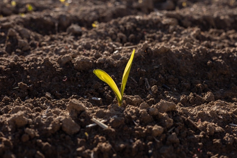 Antik çağın ‘yeşil altını’ Anadolu’da uyandı: Sezar’ın hazinesi artık Türkiye’de