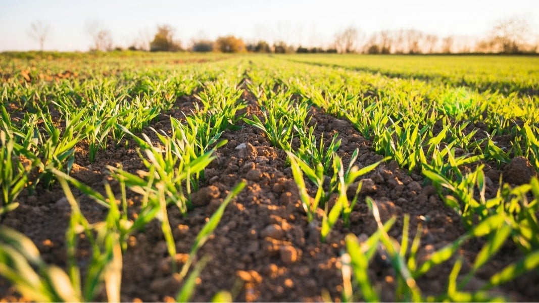 CHP’li Melih Meriç: Üretim desteği doğrudan tarlada, mazot ve gübre aşamasında nakdi olarak verilmelidir