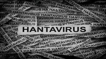 HANTAVİRÜS NEDİR, NASIL BULAŞIR Hantavirüs Belirtileri Neler Hantavirüs İnsandan İnsana Bulaşır Mı Dünya Sağlık Örgütü Ne Diyor