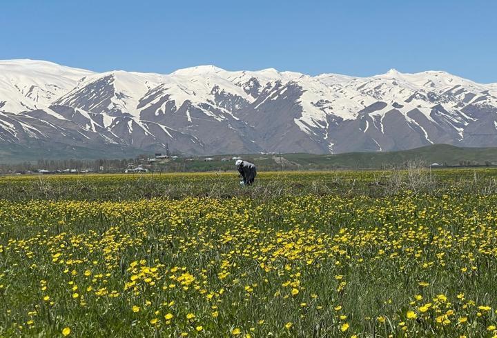 Yüksekova, baharla sarı renge büründü