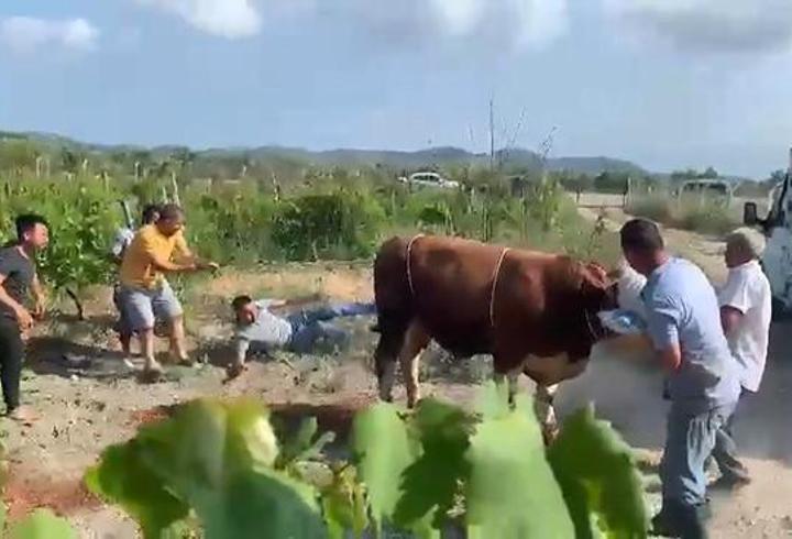 Bir bayram klasiği: Firari kurbanlıklar