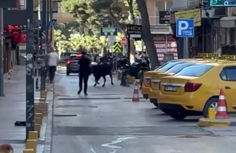 Bir bayram klasiği: Firari kurbanlıklar