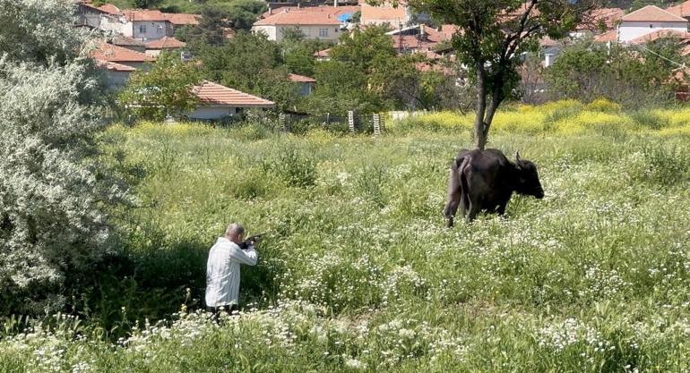 Bir bayram klasiği: Firari kurbanlıklar