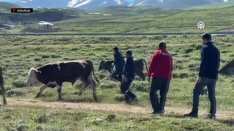 Bir bayram klasiği: Firari kurbanlıklar