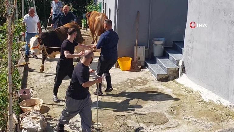 Bir bayram klasiği: Firari kurbanlıklar