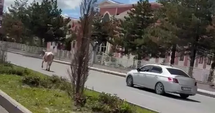 Kaçan kurbanlıklar trafiği birbirine kattı