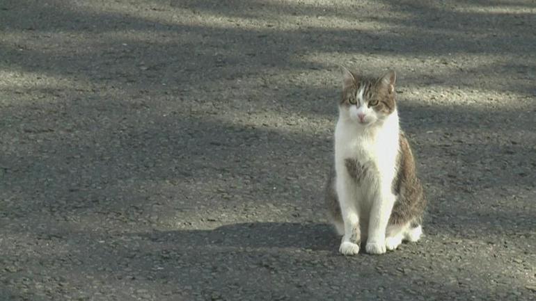Kedi Larry 7nci başbakanını görecek