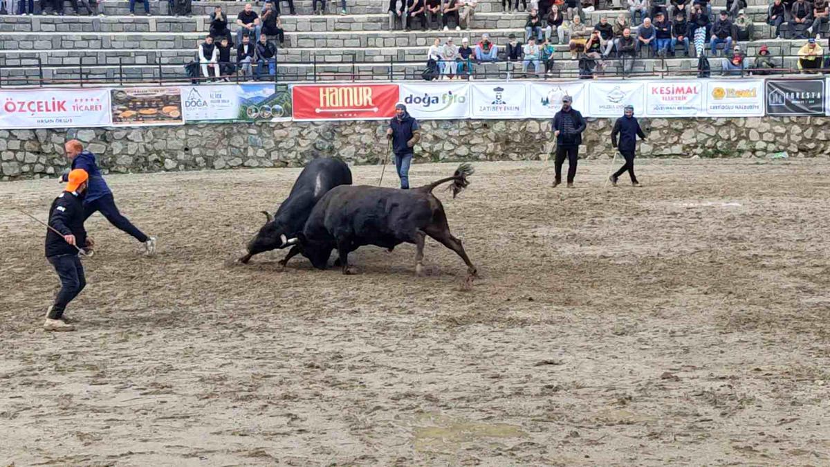 Ayder’de boğa güreşleri sağanak yağışa rağmen heyecanlı başladı