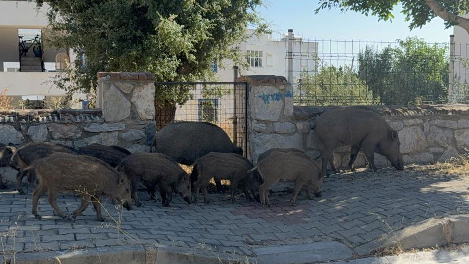 Bodrum’da gündüz vakti domuz sürüsü mahalleye indi