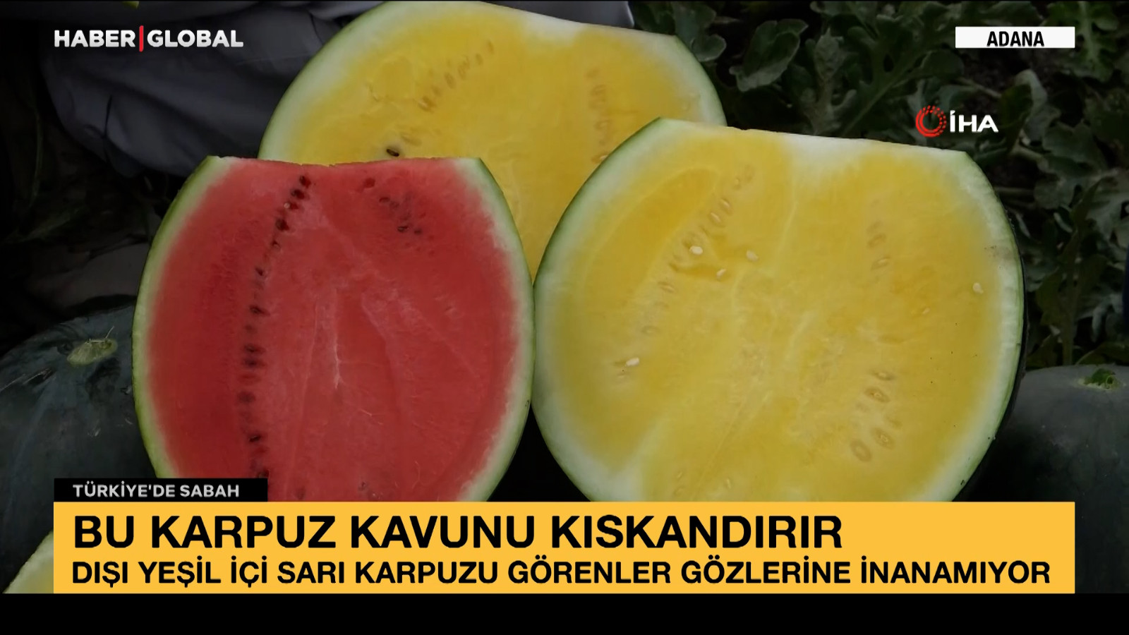 Dışı yeşil içi sarı karpuzu görenler gözlerine inanamıyor