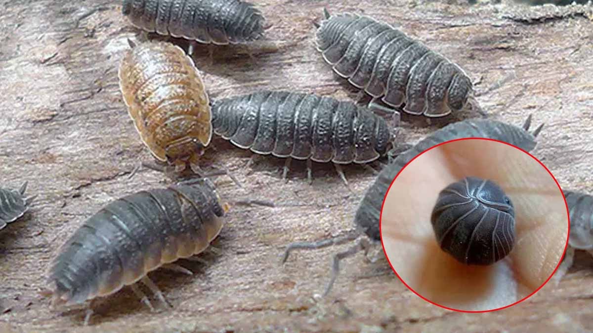 Mars mağaralarına ‘tespih böceği’ ordusu iniyor