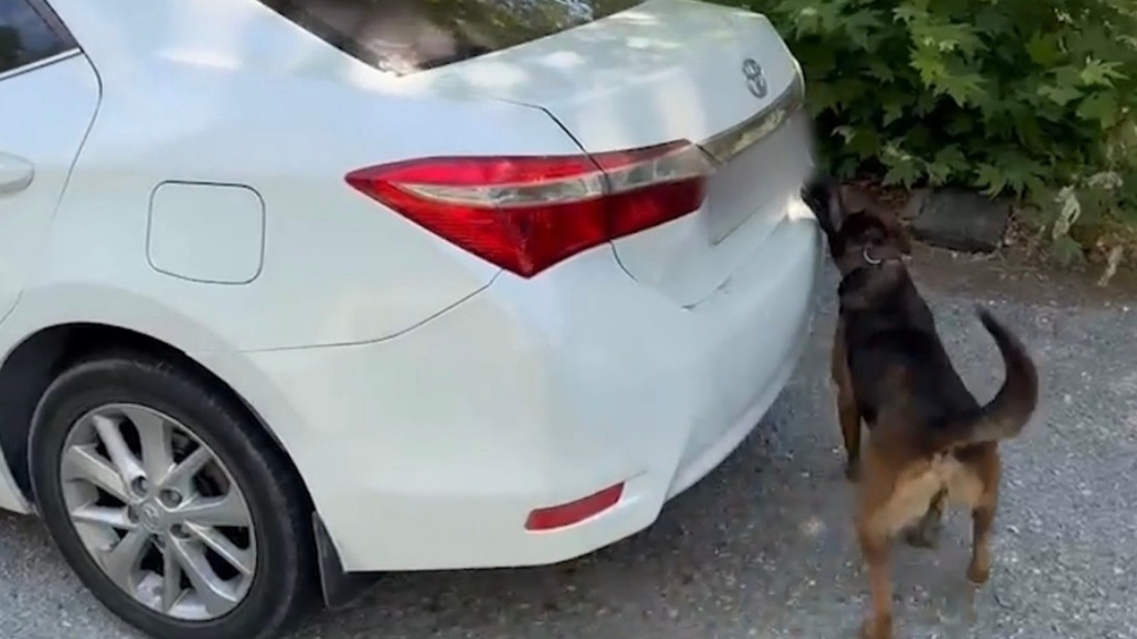 Muğla’da otomobilde 5 kilo 670 gram skunk ele geçirildi: 1 tutuklama