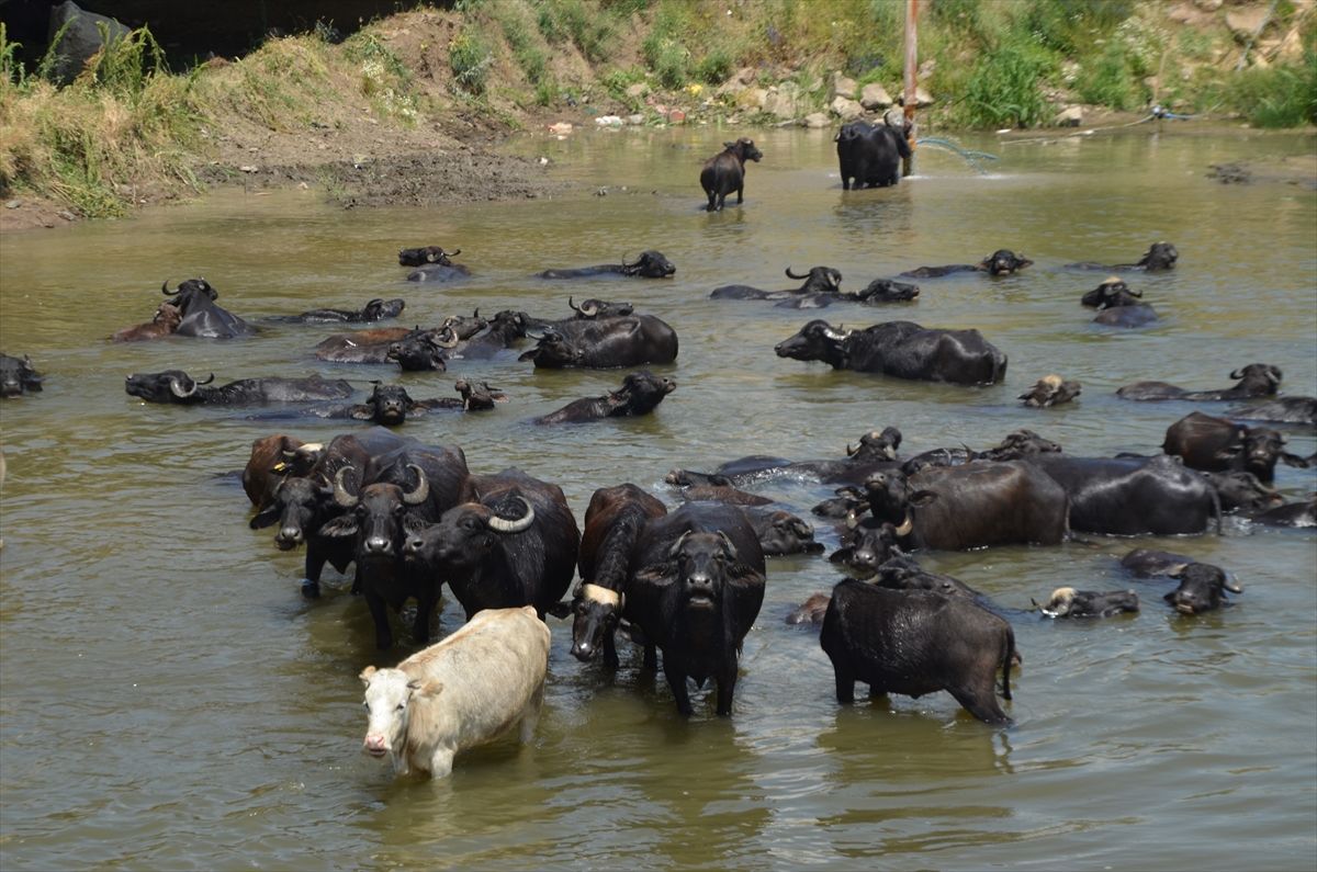 Muş’ta besiciler sıcaktan bunalan mandaları Karasu Nehri’nde serinletiyor